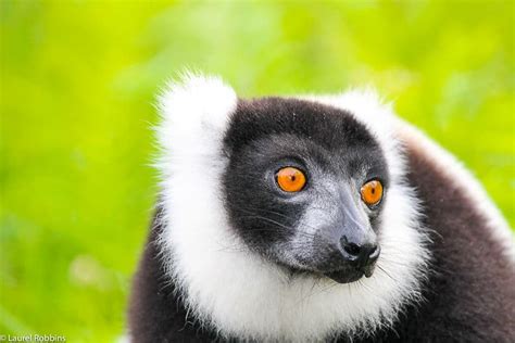 Lemurs in Madagascar: See Them in the Wild to Save Them