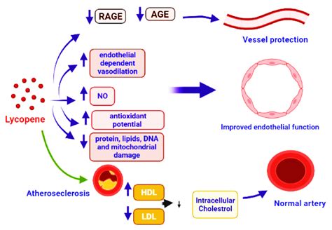 Antioxidants Free Full Text Lycopene A Natural Arsenal In The War