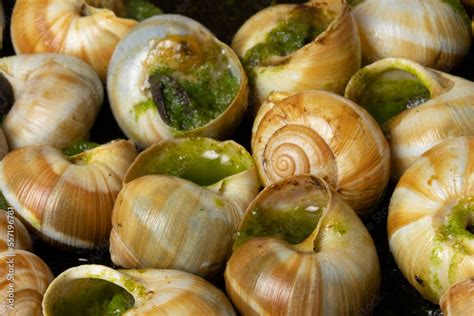 Escargots Cuisinés à Lail Et Au Beurre Persillé ภาพถ่ายสต็อก Adobe Stock