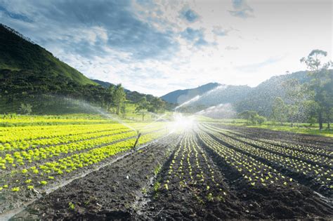 La Importancia Del Agua En La Agricultura