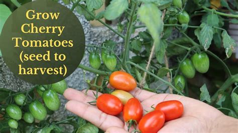 How To Grow Cherry Tomatoes In Pots With Updates From Seed Till Harvesting Youtube