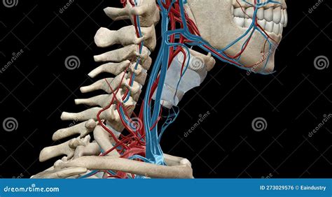 The Carotid Sheath Contains The Common And Internal Carotid Arteries