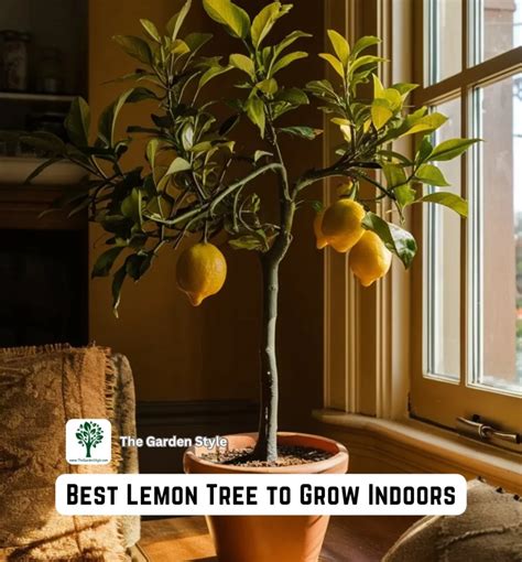 How To Grow A Lemon Tree Indoors A Comprehensive Guide The Garden Style