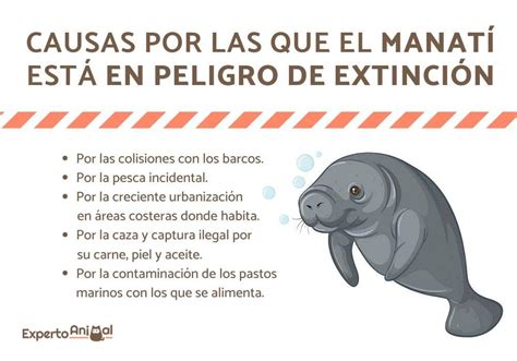 ¿el ManatÍ Está En Peligro De ExtinciÓn Causas E Información