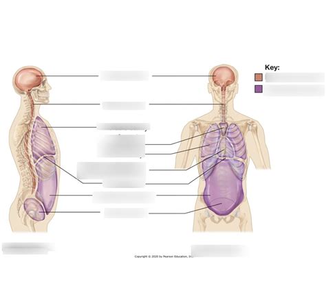 Chapter 2 B Suffixes Diagram Quizlet