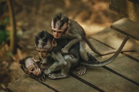 Enter the Primate World: Habitat of Monkeys and Where They Live ...