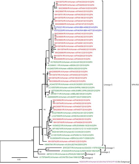 Maximum Likelihood Phylogenetic Tree Constructed From The Nucleotide