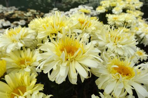 Plant Profile Leucanthemum X Superbum Hillier Garden Centres Unique