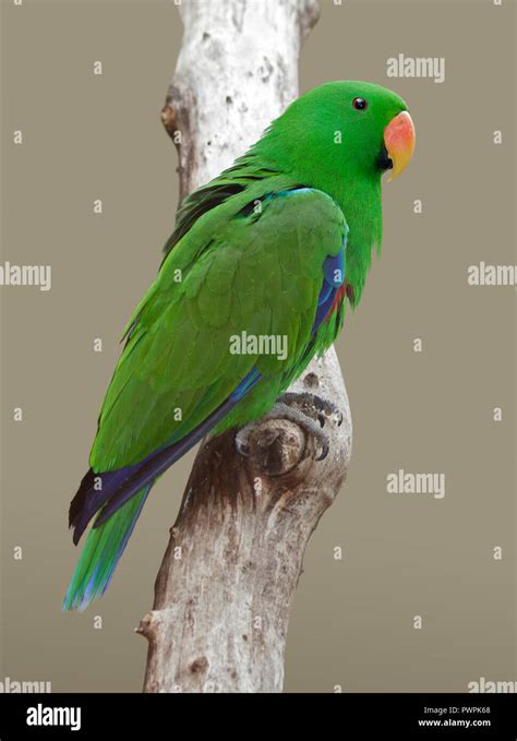 Eclectus Parrot Male Eclectus Roratus Stock Photo Alamy