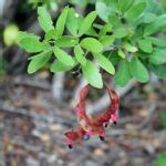 Florida Keys Blackbead Florida Wildflower Foundation