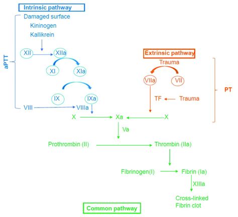 Summary Of The Coagulation Cascade APTT Activated Partial