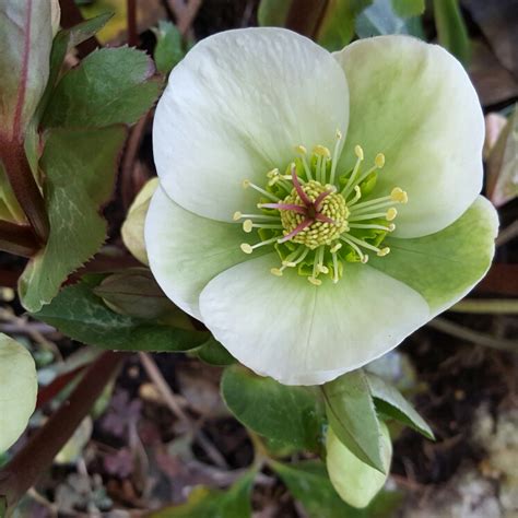 Helleborus Epbrd01 Frostkiss Series Syn Helleborus Rodney Davey