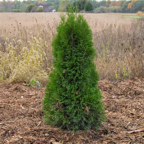 Thuja Occidentalis Smaragd ~ Emerald Green Arborvitae Kings Sunset Nursery