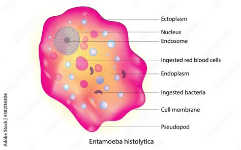 Entamoeba Histolytica Parts Stock Vector Adobe Stock