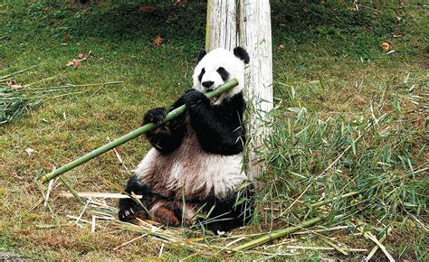 Giant Panda Yaya Well Cared For Expert Says World Chinadaily Cn