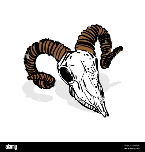 Goat skull hand drawing. Goat head skeleton. Vector illustration Stock ...