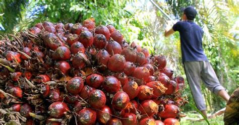 Nilai Dan Jumlah Eksport Kelapa Nerveploaty