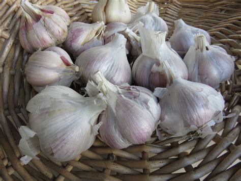 Heirloom Garlic Seeds | Two Seeds in a Pod