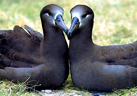 Black-footed Albatross – "OCEAN TREASURES" Memorial Library