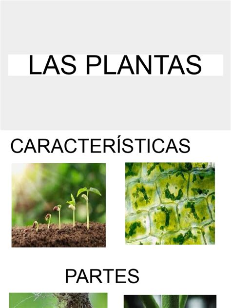 LAS PLANTAS | PDF