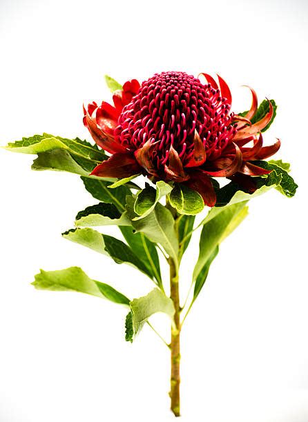 540+ Waratah Flower Stock Photos, Pictures & Royalty-Free Images - iStock