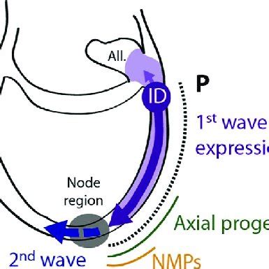 Schematic Representation Of The Two Waves Of Hox Expression In The