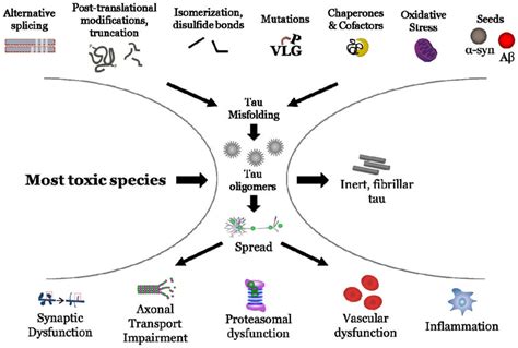 Tau Oligomers Are The Most Toxic Species In Disease Download