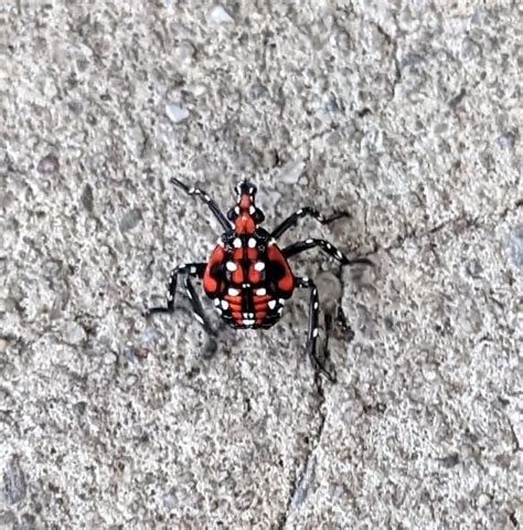 Bug identification : r/bugidentification