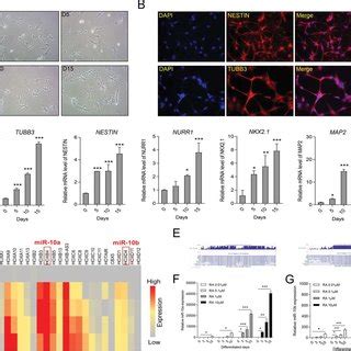 Loss Of Mir A And Mir B Impaired Ra Induced Neural Differentiation