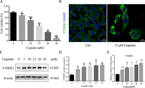 Expression Of Ythdf Increased In Cochlear Hcs After Cdp Treatment A