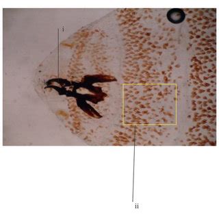 (a) Length of Cordylobia anthropophaga larvae in millimeters (12 mm ...