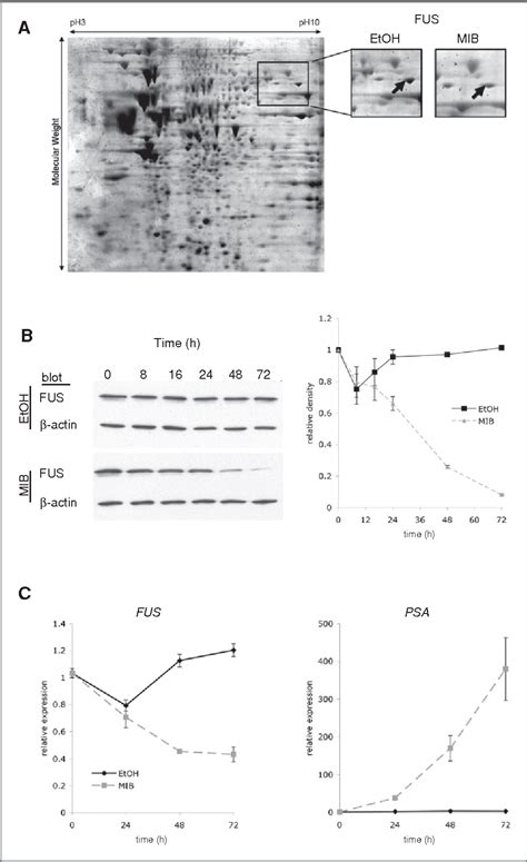 Pdf Fus Tls Is A Novel Mediator Of Androgen Dependent Cell Cycle