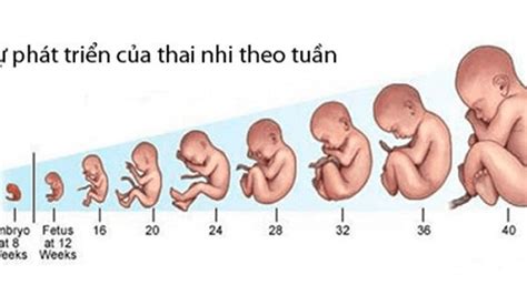 Quá trình phát triển của thai nhi