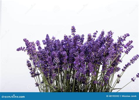 Alfazema Foto De Stock Imagem De Roxo Jardim Aromaterapia