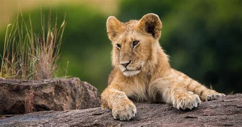 safari privado en jeep 4x4 de 4 días por el lago Nakuru y Masai mara