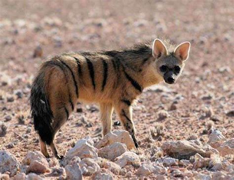 AARDWOLF LIFE EXPECTANCY