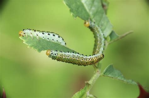 Rose Sawfly Larvae Arge Pagana Dawlish Warren NNR Devon Flickr