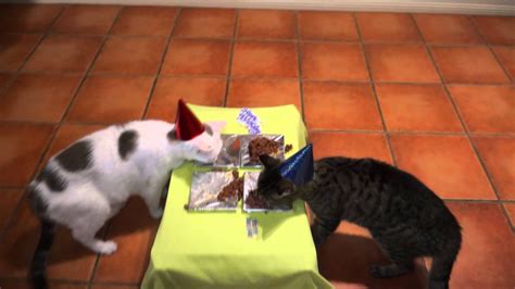 Cat Birthday Party Youtube