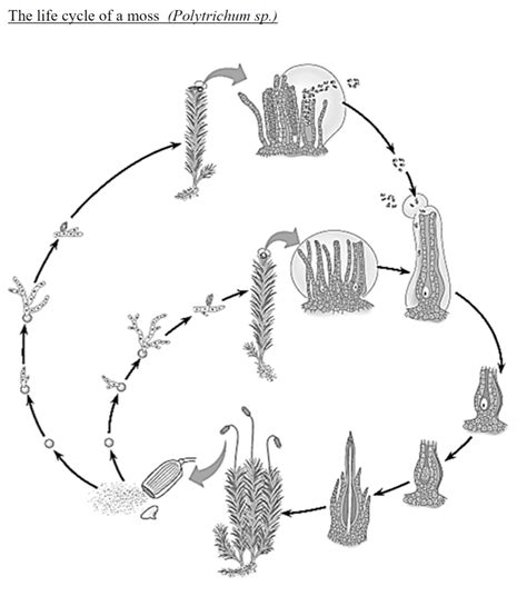 Moss Life Cycle Diagram Diagram Showing Moss Life Cycle 3610