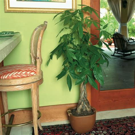 Learn About The Best Trees To Grow Indoors With The Experts At Hgtv