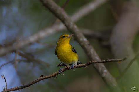 Caribbean Birds Caribbean Birding Trail