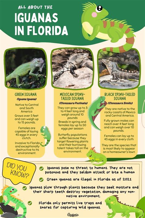 The Invasive Iguanas In Florida Guide With Pictures And Facts