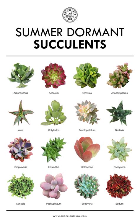 Succulent Types Chart - Best Succulent Ideas