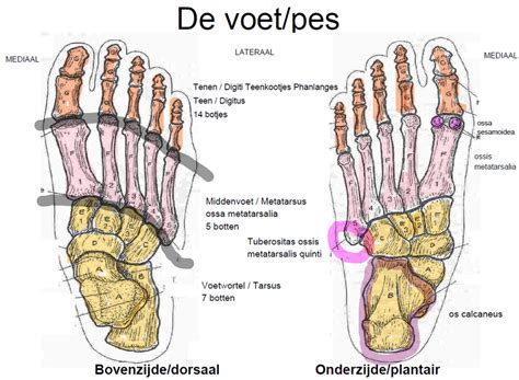 Perceptivo Retirada Civilizar Anatomie Voet Cuando Reunirse Gru Ido