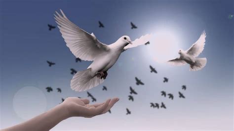 The DOVE SPIRIT ANIMAL Ultimate Guide (Meanings & Symbolism)