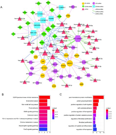 Construction Of CeRNA Network A LncRNA MiRNA MRNA CeRNA Network B