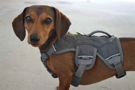 Dachshund Harness Best