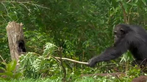 Incredible Footage Shows Monkeys Using Saw To Cut Tree Branches And