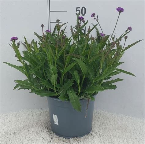 verbena rigida plant wholesale floraccess