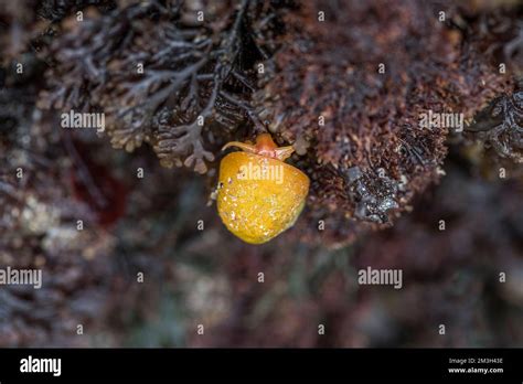 flat periwinkle littorina obtusata uk stock photo alamy
